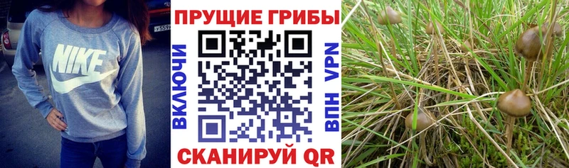 Галлюциногенные грибы мухоморы  Нестеровская 